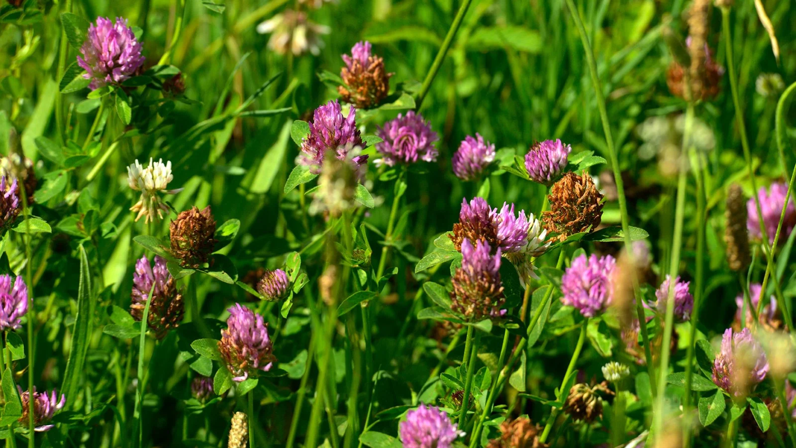 Trèfles et vesces en fleur dans l'herbe, entre deux rangs de vigne